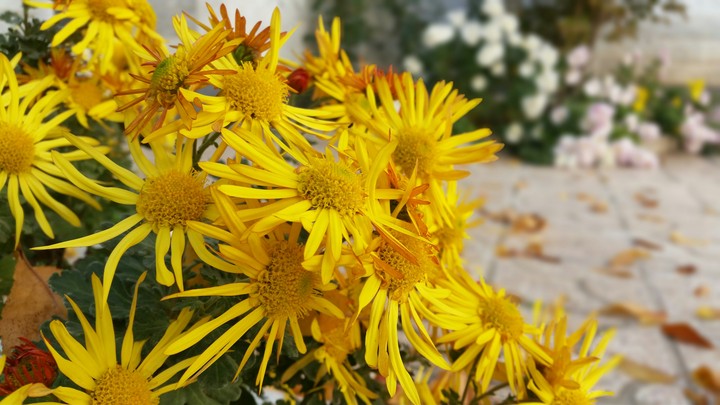 YELLOW FALL