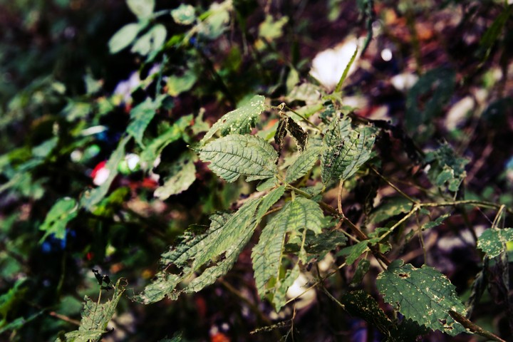 Green Leaves