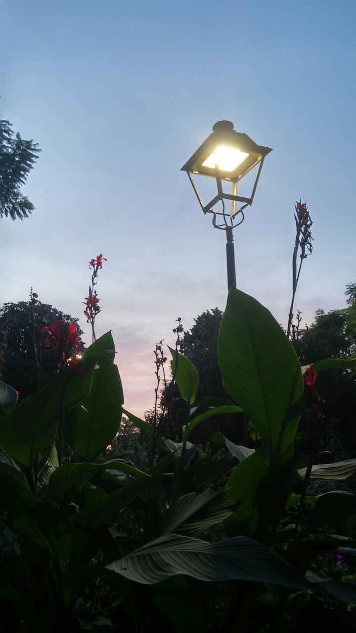 flower