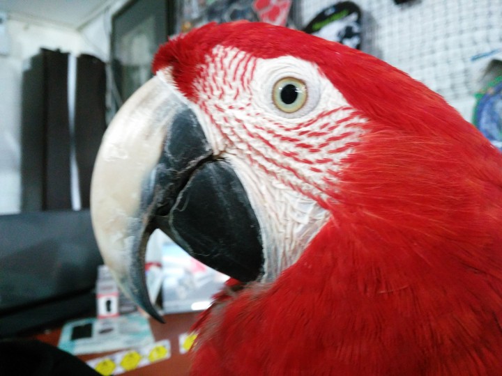 bird