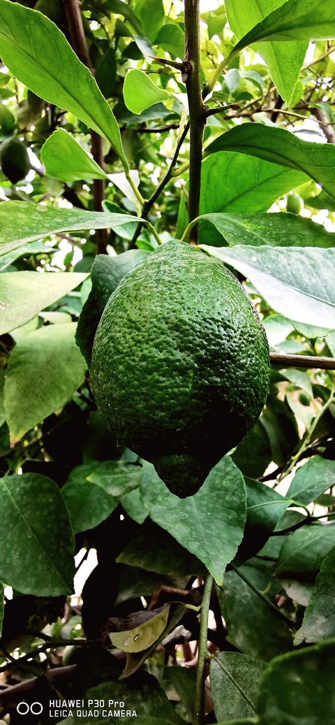 lemon