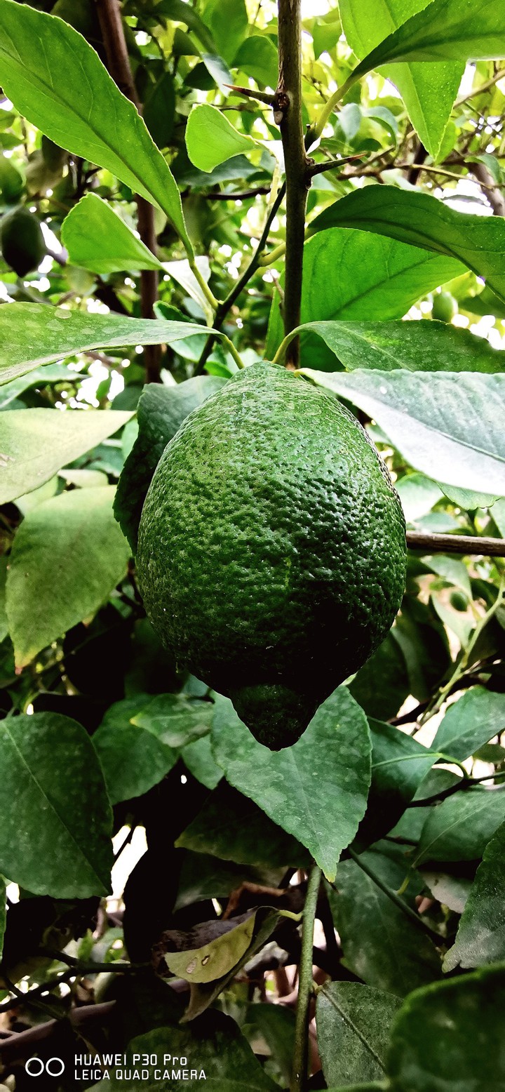 lemon