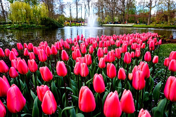 Amsterdam Keukenhof