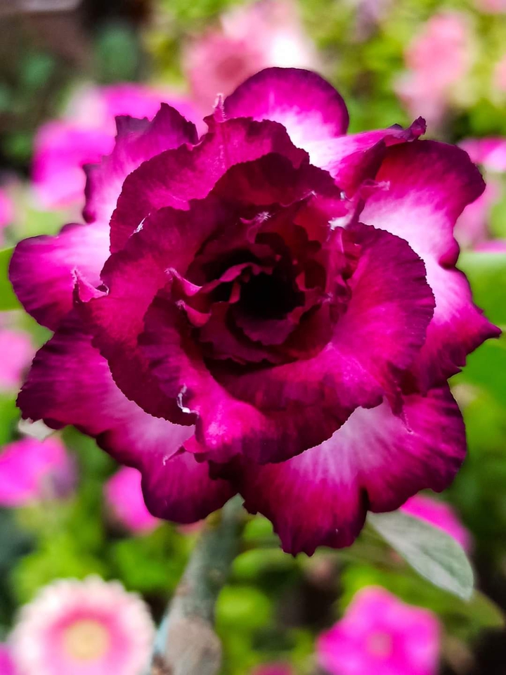 Adenium