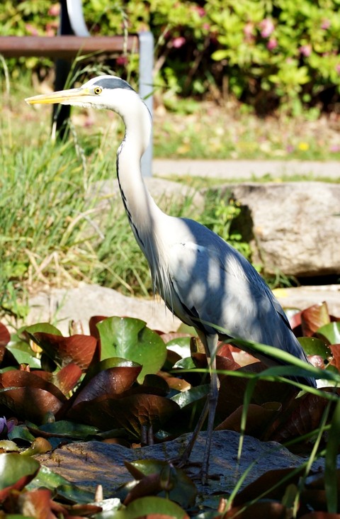 обои bird, vertebrate