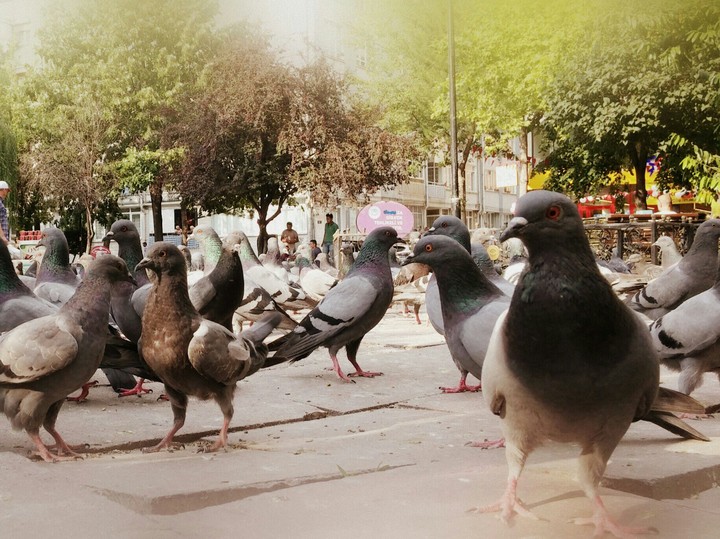 crowded square