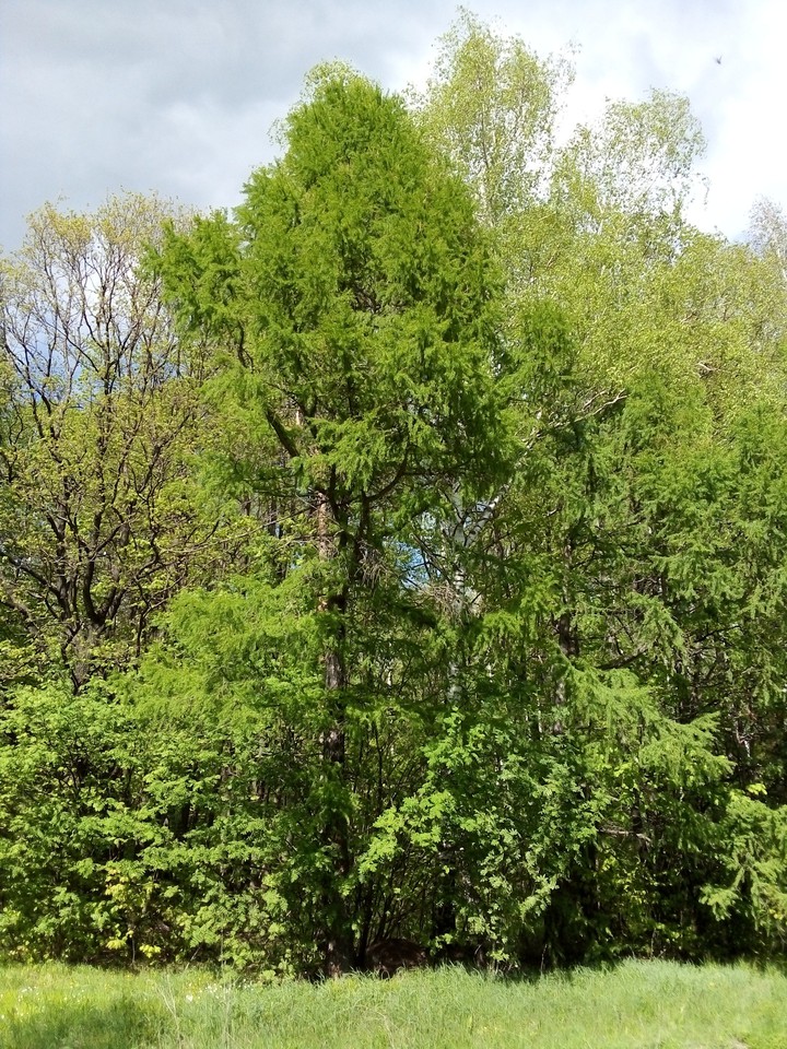На краю леса.