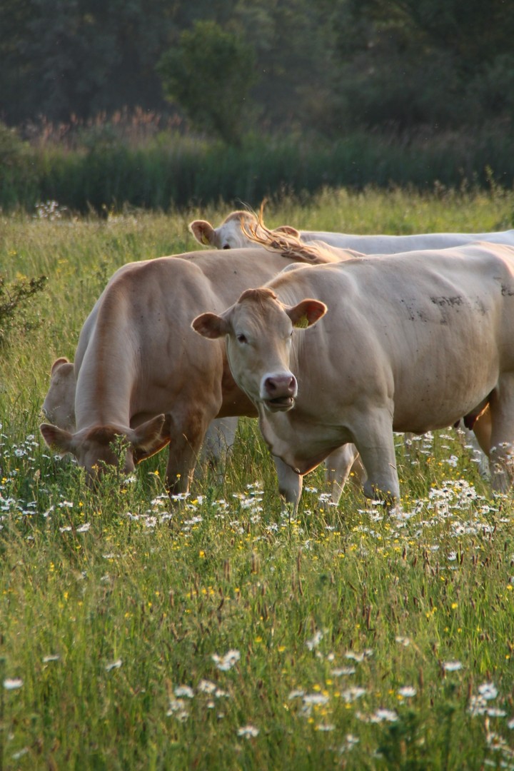 cows