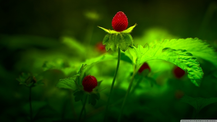 природа