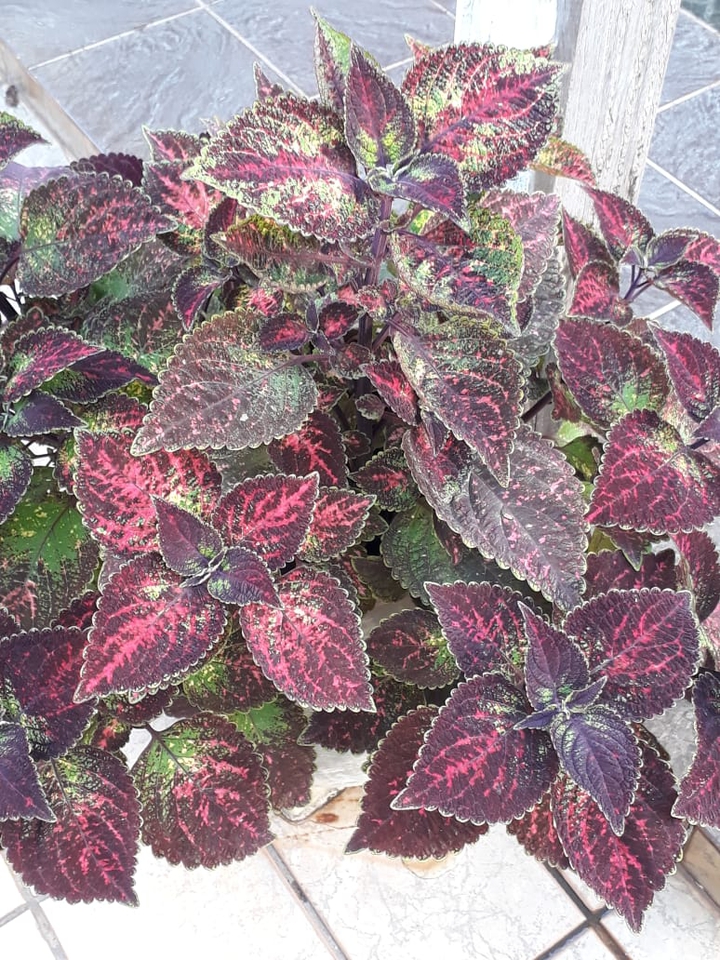 Plantas
