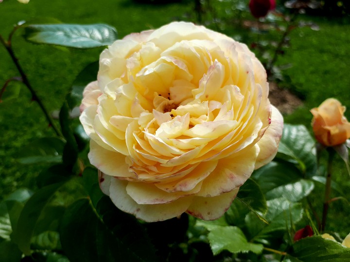 rose