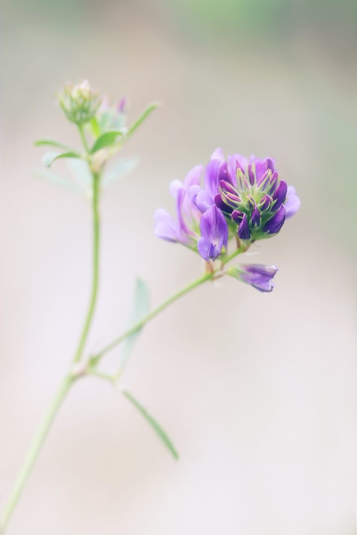 Alfalfa/Lucerne