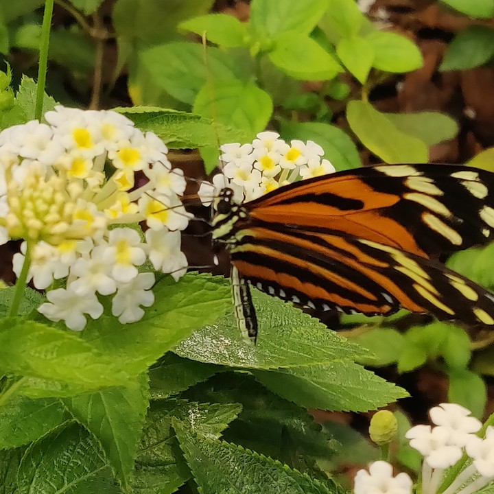 beautiful butterfly