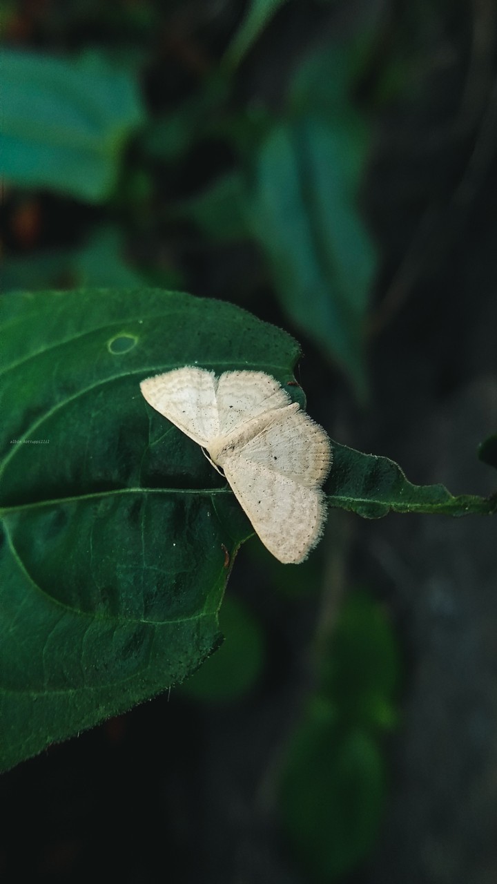 The Moth