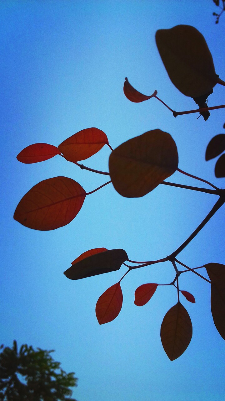 red leaves