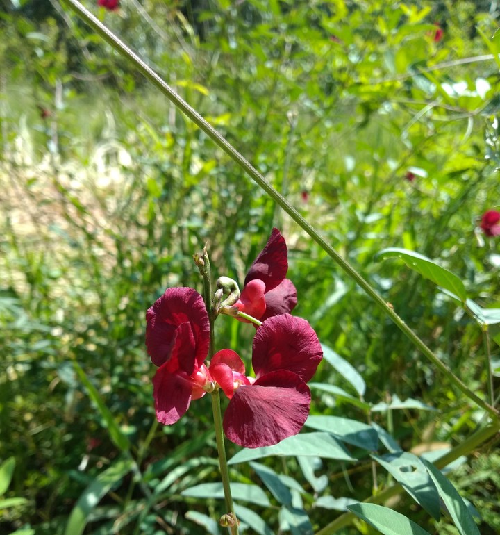 Flor