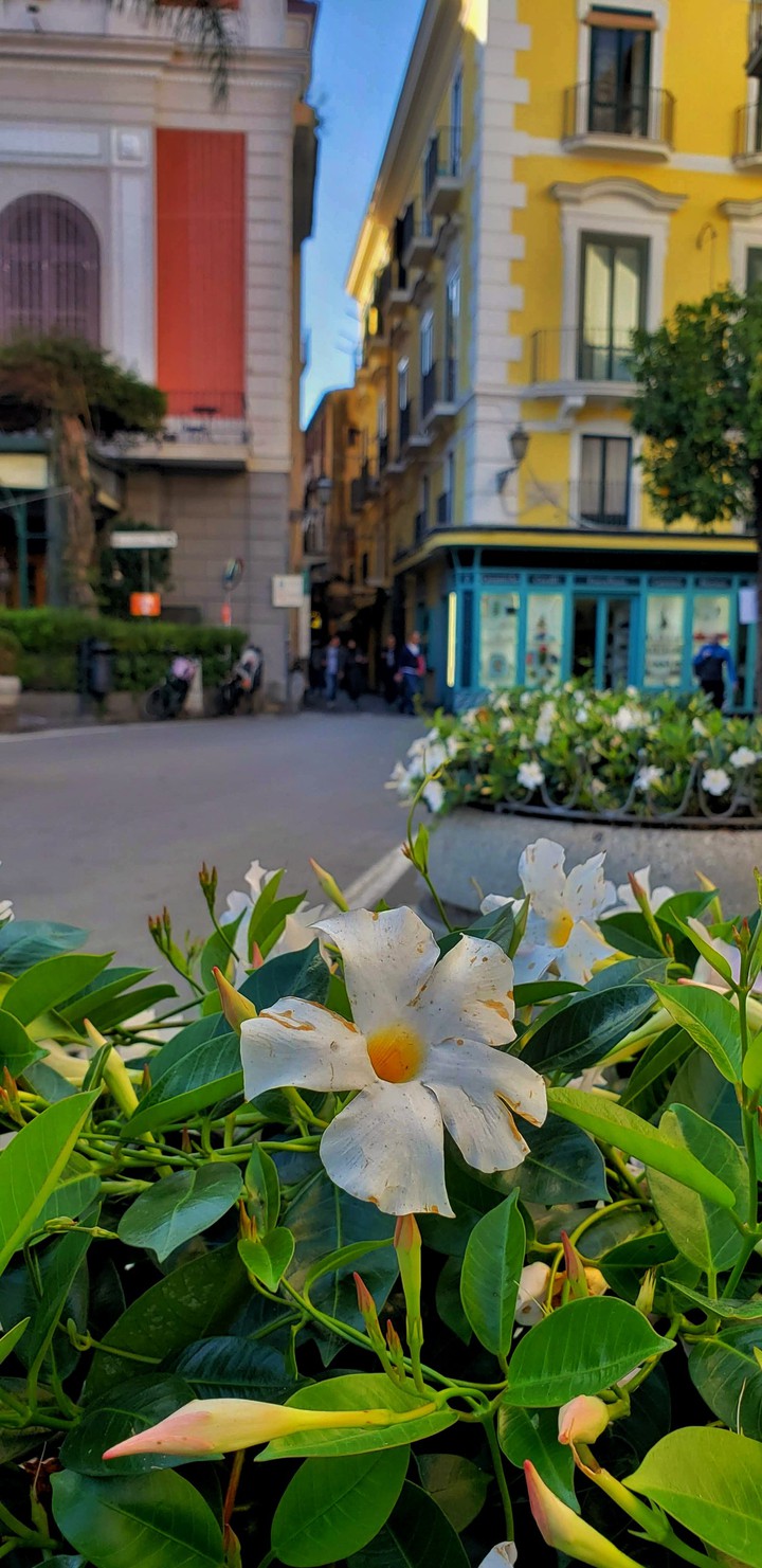 sorrento