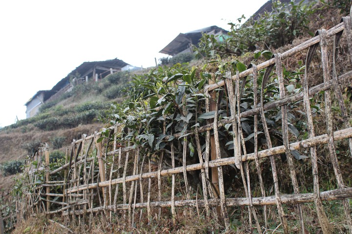 Tea garden