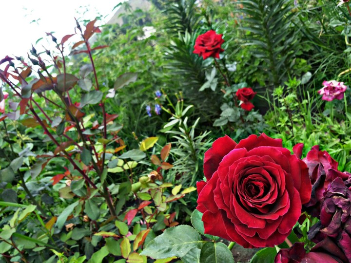 Field of red roses