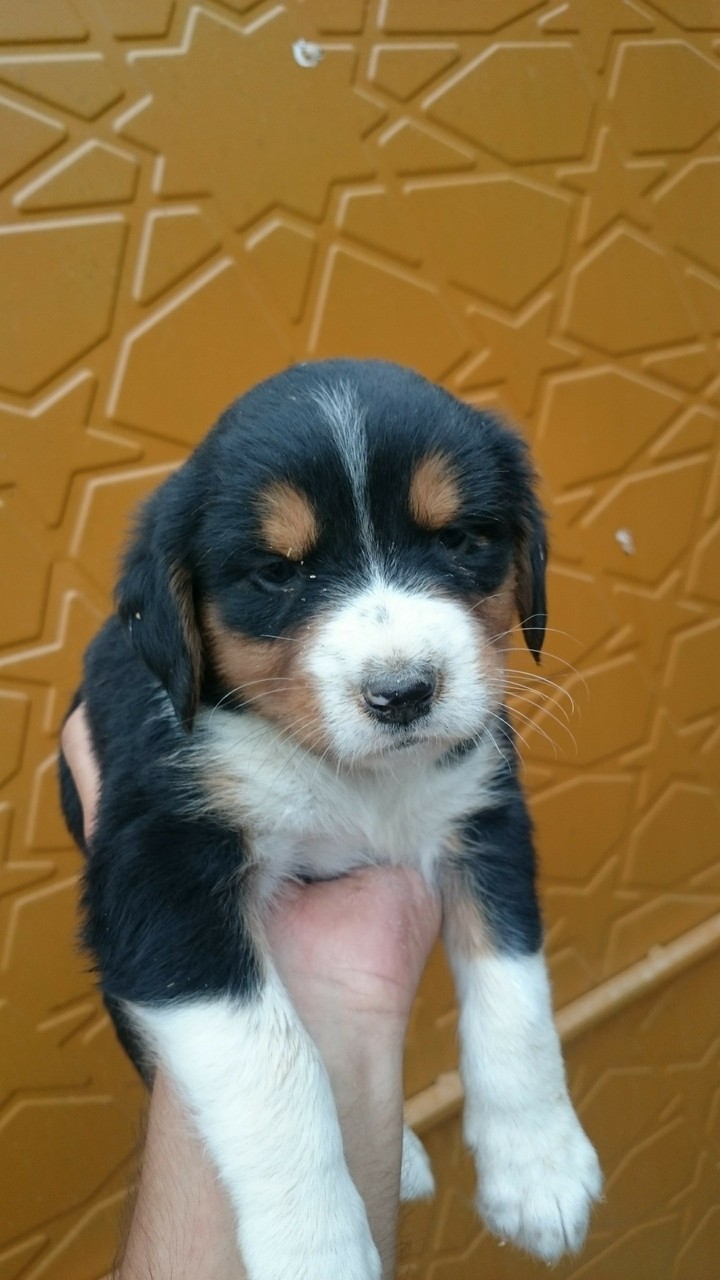 Köpek