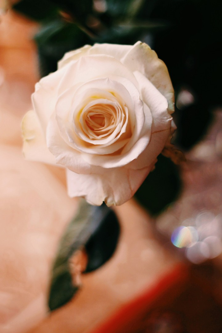 Rose