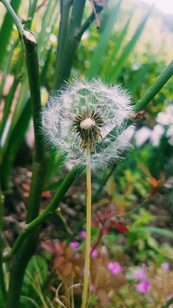 grass