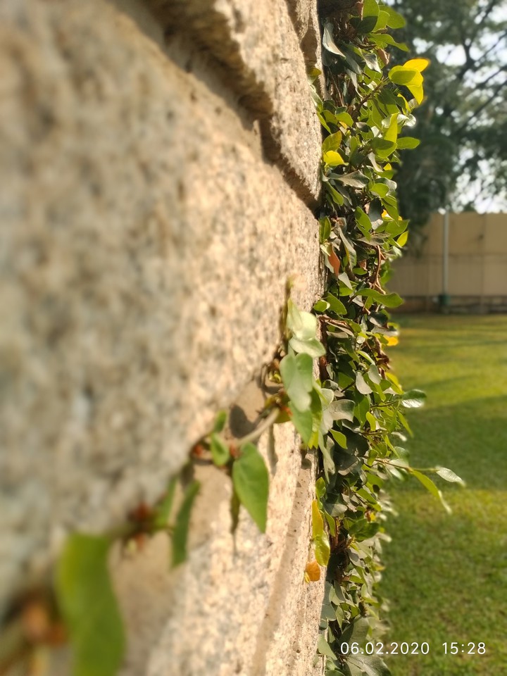 wall