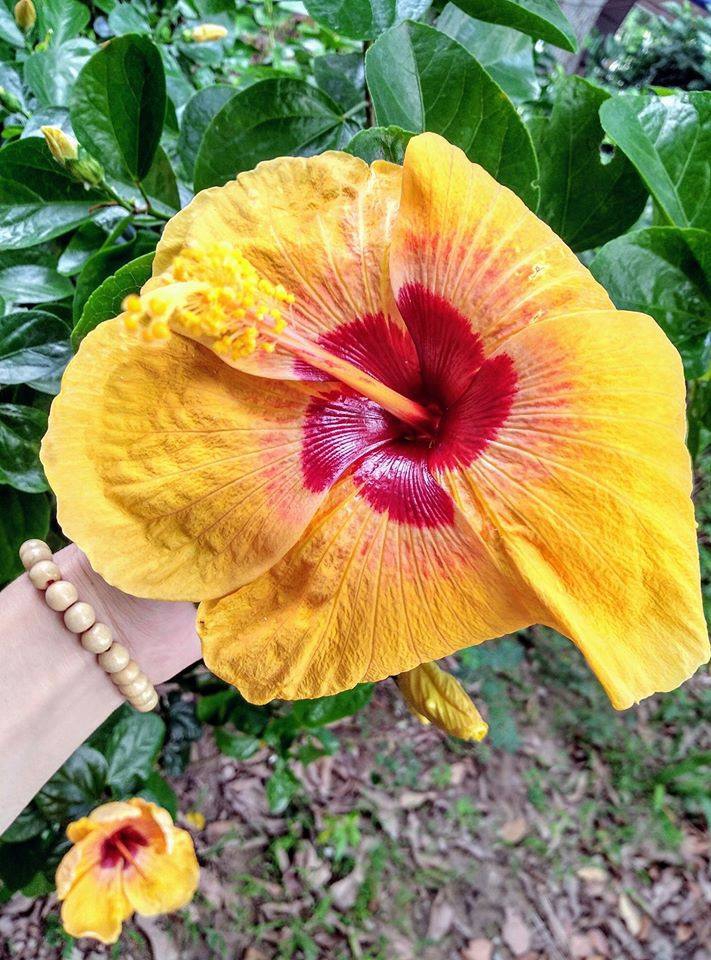 Flower