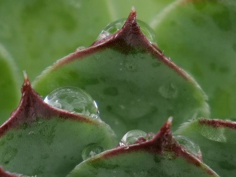 Pflanzen, Regentropfen, Wassertropfen