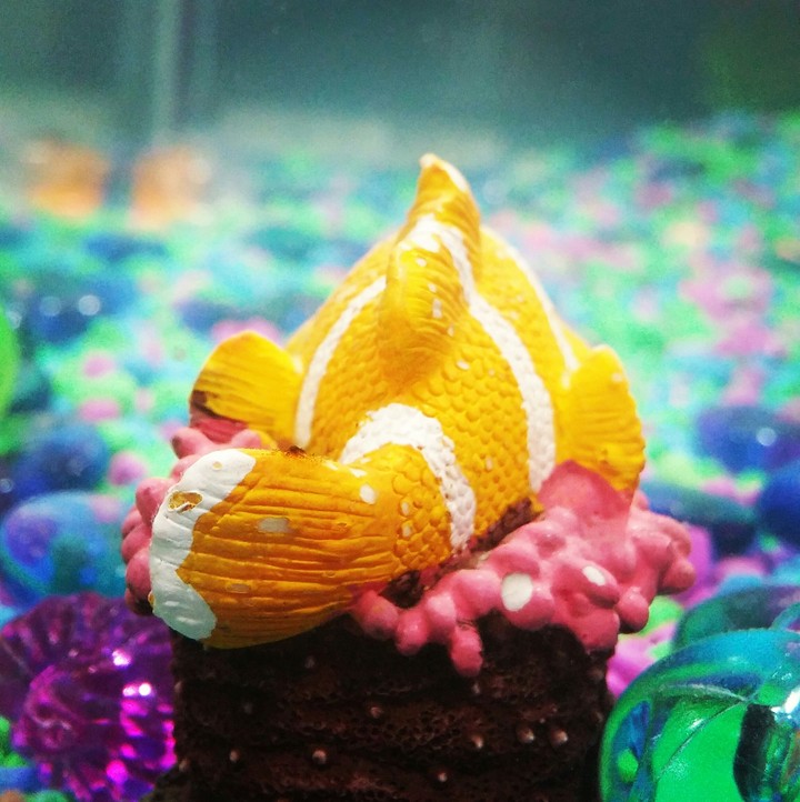 aquarium