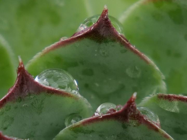 Pflanzen, Regentropfen, Wassertropfen