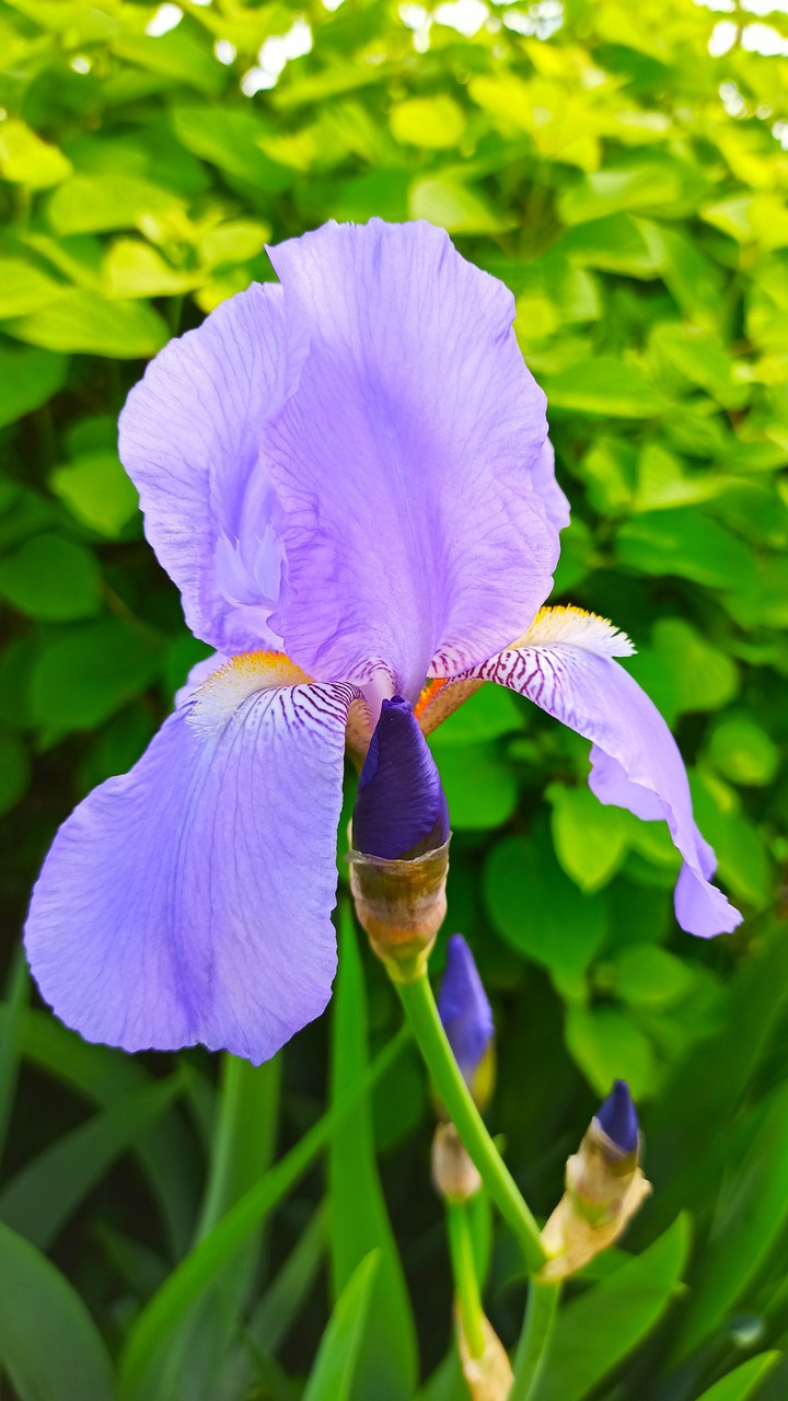 Iris
