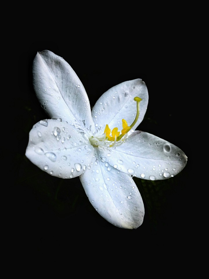 White flower