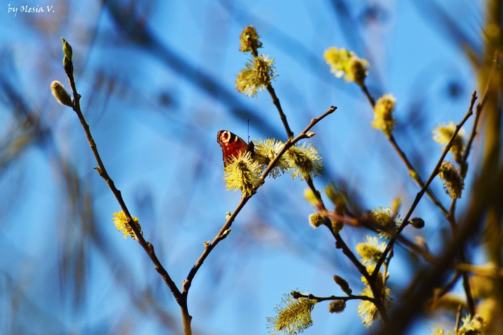 nature