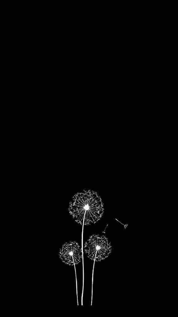 black backgrounds
