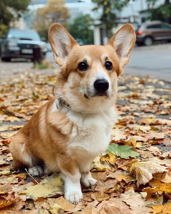 Dog