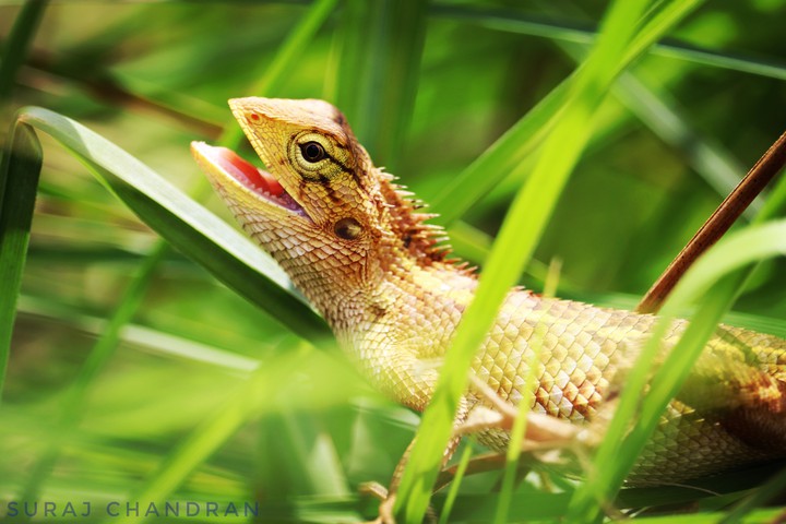 Reptiles