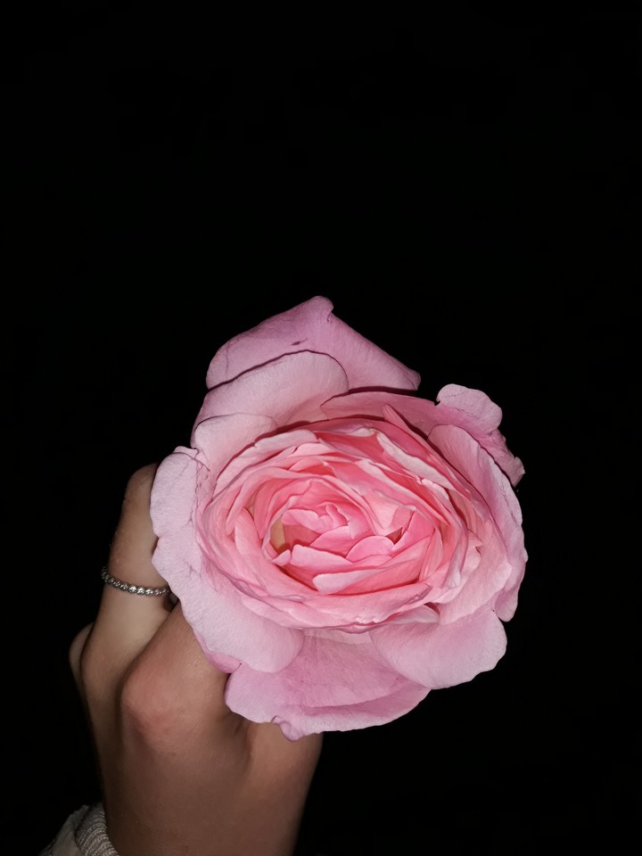 #rose #beautiful #flower