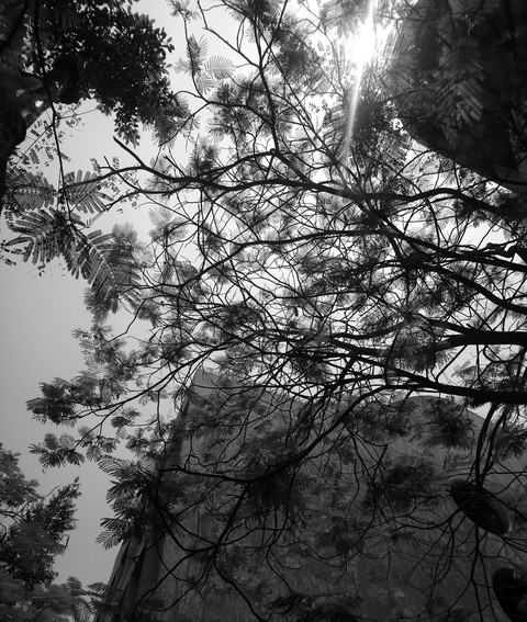 Branches