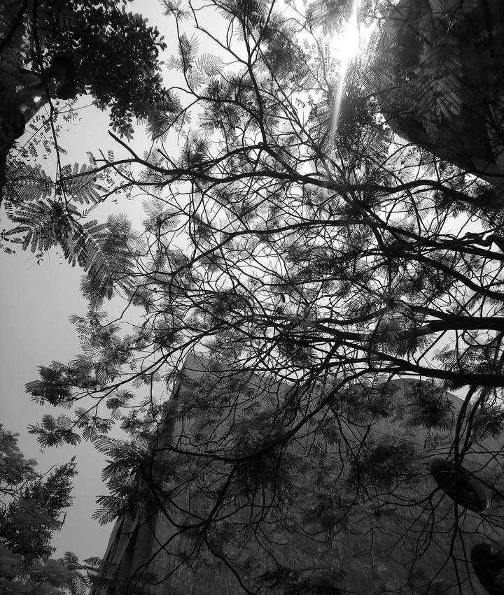 Branches