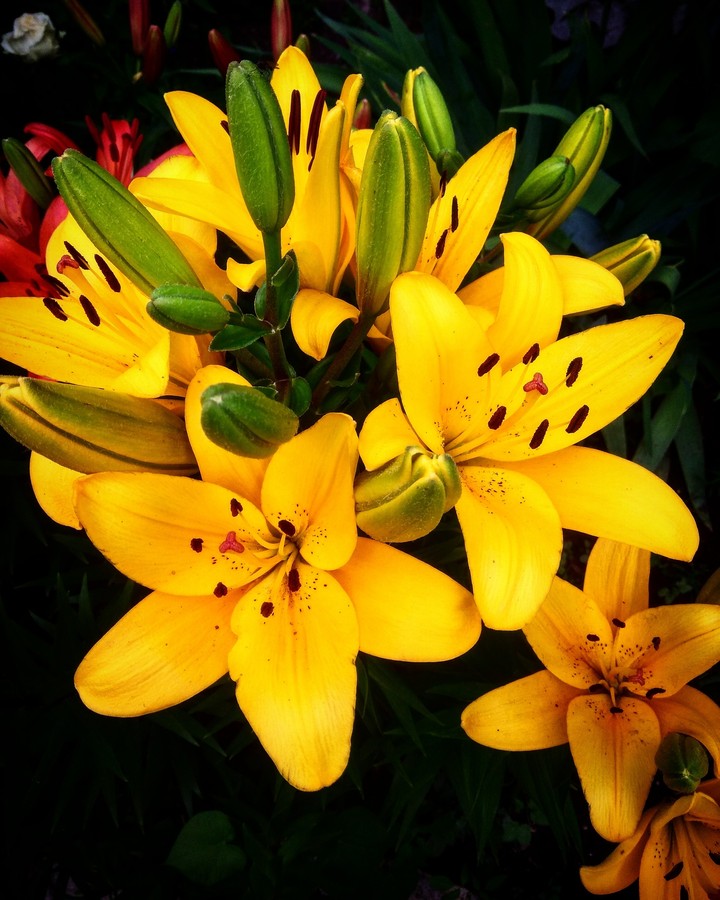lily of my life