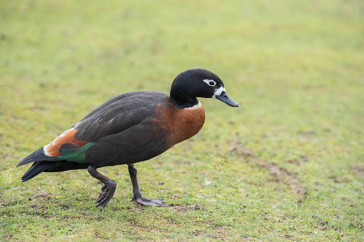 bird