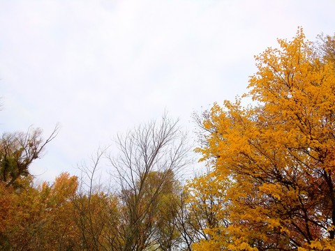 Tree's and sky