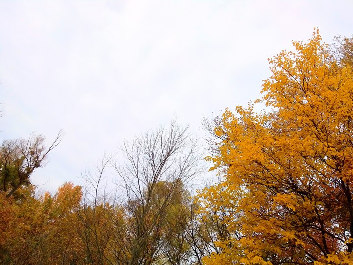 Tree's and sky