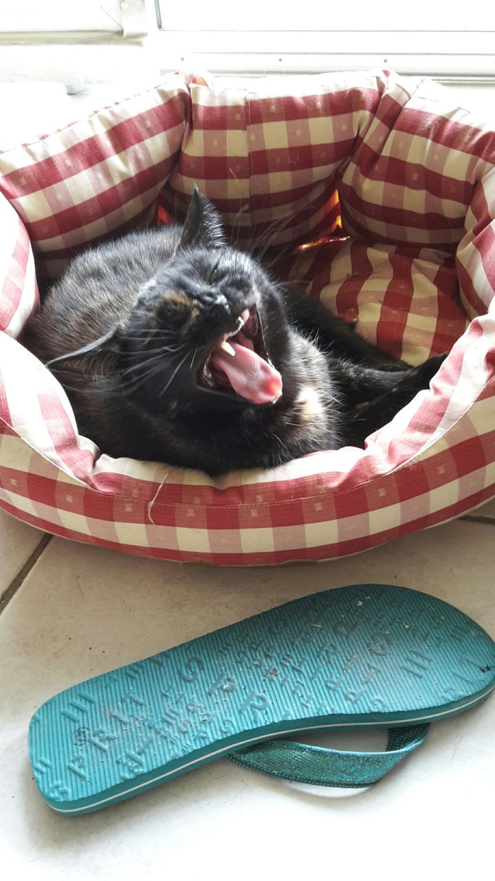 Katzenliebe 1