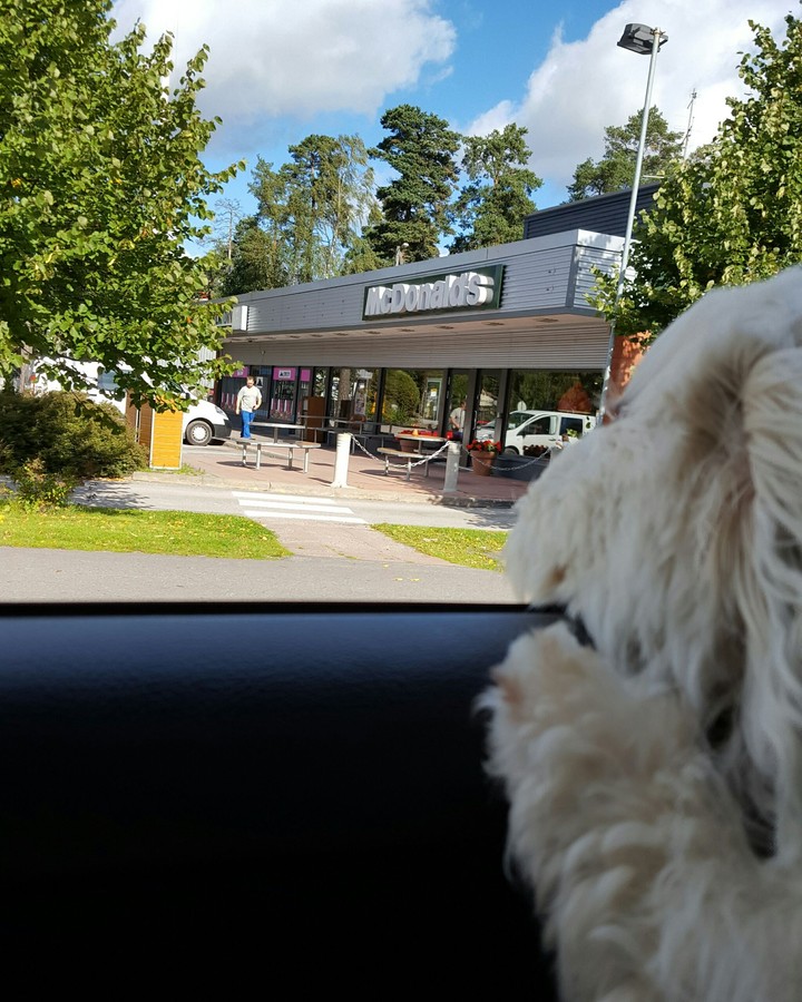 dog in car