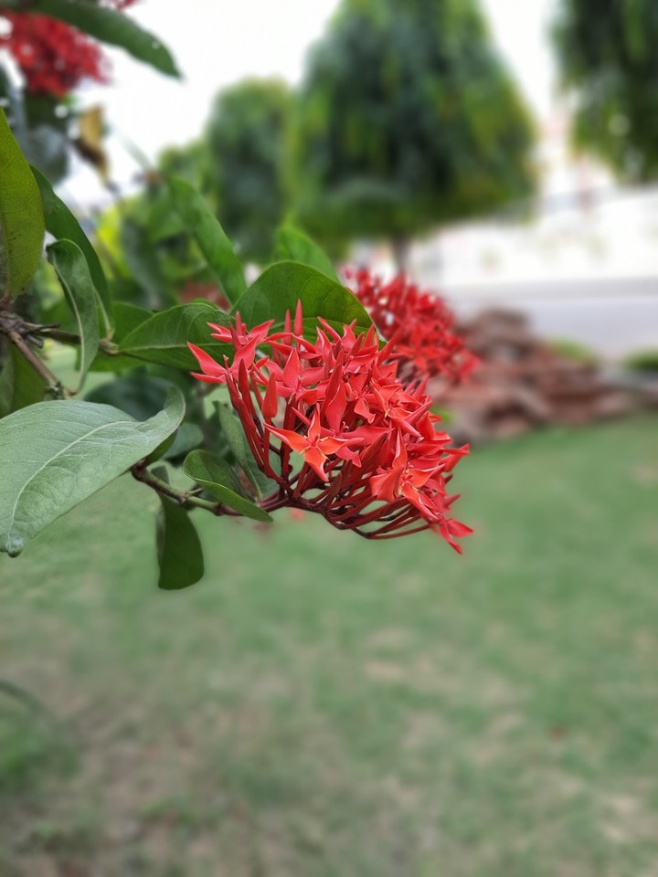 Red flower