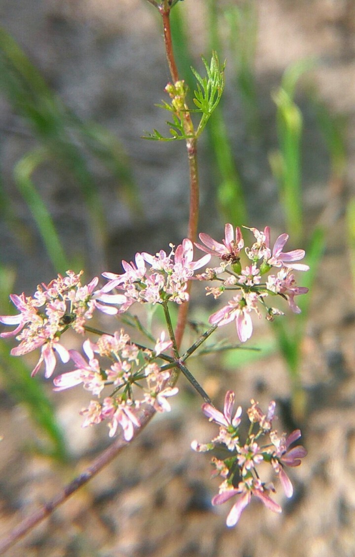 coriander flower