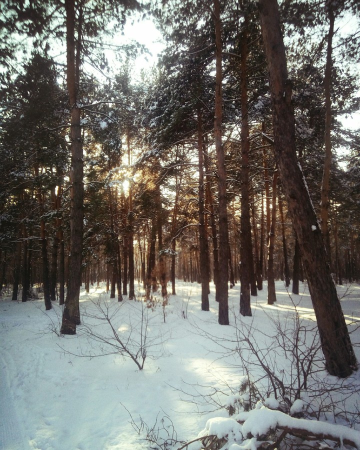 лесок