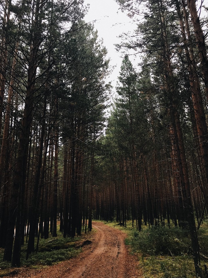 Forest